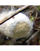 La soie, fibre textile naturelle d'origine animal, de grande qualité